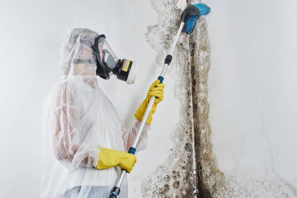 Best Affordable Mold Removal  in Dana, NC
