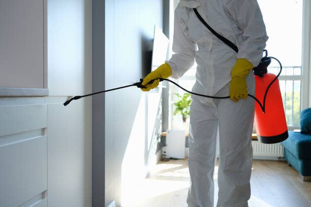 Best Black Mold Removal  in Dana, NC