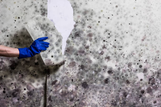 Office Mold Removal Services in Dana, NC