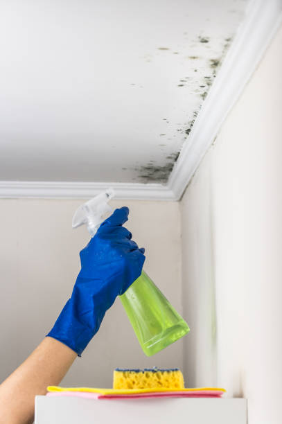 Best Mold Testing  in Dana, NC