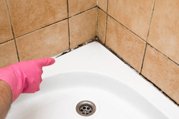 Best Professional Mold Removal  in Dana, NC